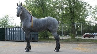 ERIC REVOLVER  percheron stallion  2 years old [upl. by Blondie]