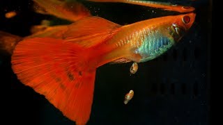 When A Guppy Fish Having Babies [upl. by Madelle772]