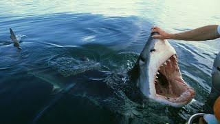 Great White Shark encounters that will TERRIFY you [upl. by Ikuy]