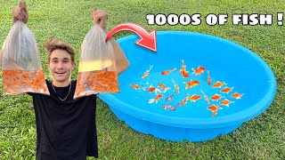 BREEDING 1000s of GOLDFISH IN POOL POND [upl. by Tomasz]