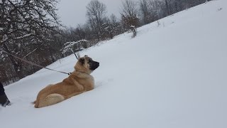 TURSKI KANGAL SULA JAKO DOMINANTNA KUJA [upl. by Guthrey]