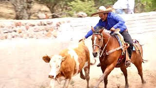 ASI SON LOS COLEADEROS DE EL PORVENIR JEREZ ZACATECAS MEXICO [upl. by Leasim26]