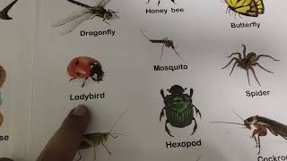 Learn with Shatakshi  Insects Name in English learnenglish insectsnameenglish [upl. by Aretse528]