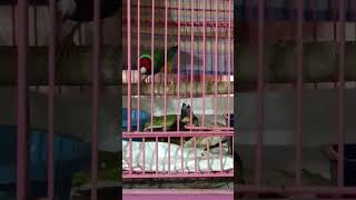 gouldian finch baby asking for food☺ [upl. by Roberson99]