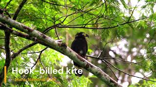 Hook billed kite [upl. by Llovera633]