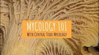 Mycology 101 [upl. by Mechling]