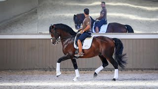 Horse for Sale  Grand Prix Lusitano Breeding Stallion  son of Rubi AR REF390 [upl. by Calli51]