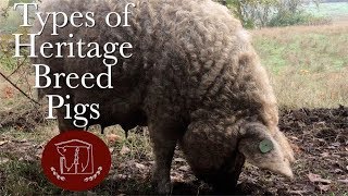 Lard Pig vs Bacon Pig vs Lean Pig The Characteristics of Heritage Breed Pigs [upl. by Trofmoc]