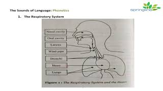 Day 7 Phonetics  Respiratory System Articulatory System Phonatory system explanation  springline [upl. by Lehte557]