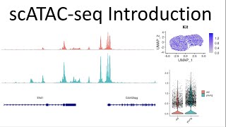 Introduction to single cell ATAC data analysis in R [upl. by Trammel]