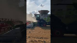 Weizen dreschen 2024 claas farming agriculture landwirtschaft [upl. by Gwennie]