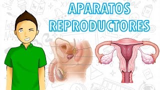 APARATOS REPRODUCTORES Para todos [upl. by Nyladnewg]