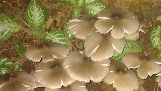 Harvesting Wild Mushrooms  Kabuting Mamarang [upl. by Capriola566]