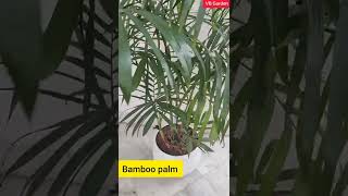 Bamboo palm  Indoor plant [upl. by Shelburne414]