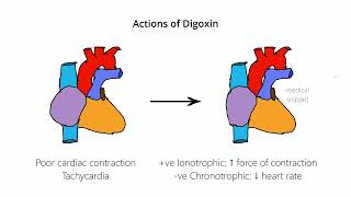 Digoxin  Mechanism of Action [upl. by Malony592]