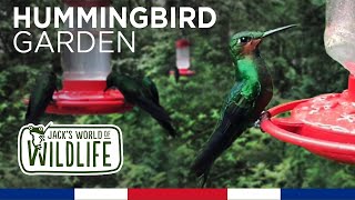 MONTEVERDE Hummingbird Garden [upl. by Osicnarf]