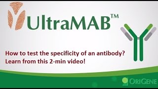 UltraMAB Antibody How to Test Antibody Specificity [upl. by Renzo]