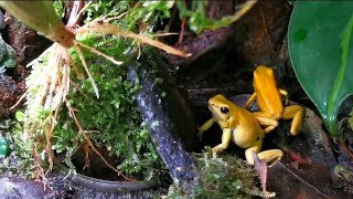 Phyllobates terribilis yellow [upl. by Dorrehs]