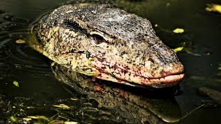 Biggest Monitor Lizard of Tioman Island [upl. by Htebizile]