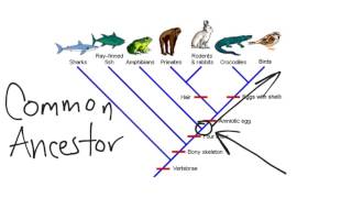 Transcription and Translation Overview [upl. by Ardisi293]