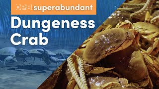 Dungeness crab Oregon’s most lucrative fishery  Pacific Northwest food  Superabundant S2 E1 [upl. by Lebam]