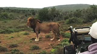 Lion Pride TakeOver Kruger Park [upl. by Euqinaj111]