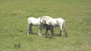 Andalusian mare with new foal meets stallion dad [upl. by Jain616]