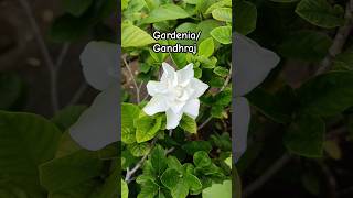 Gardenia flower plant Gandhraj Scented flower gardening [upl. by Bowers]