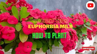 How to plant Euphorbia Milii [upl. by Campman296]