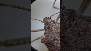 Ázsiai márványospoloska poloska stinkbug [upl. by Triny]