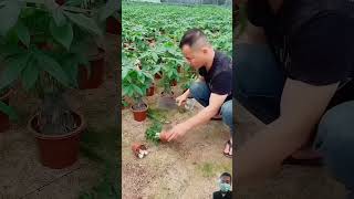 Cacah tanaman satisfying garden gardening fruit bonsai agriculture [upl. by Ardnaet]