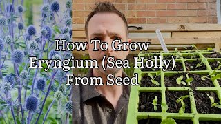 How To Grow Eryngium Planum From Seed How To Grow Sea Holly Growing Sea Holly Get Gardening [upl. by Player]