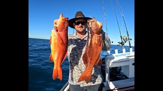 Catch and cook CORAL TROUT burgers [upl. by Noerb]