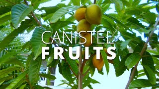 CANISTEL FRUITS EGGFRUIT SOUTHWEST FLORIDA URBAN GARDENING [upl. by Nolrev]