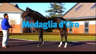 Medaglia dOro  the best in the US [upl. by Nnaeinahpets971]