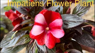 Impatiens plant  Impatiens Plant Care  Impatiens Plant Growing Tips [upl. by Anoik]