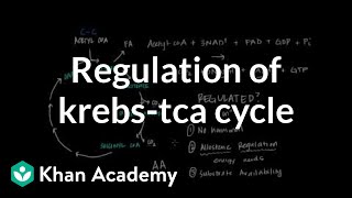 Regulation of Krebs  Citric Acid Cycle [upl. by Georgi]