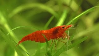 Cherry Shrimp  How To Breed What To Feed And Everything You Need [upl. by Castro242]