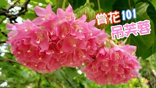 【賞花101】吊芙蓉 【Appreciation of Flowers 101】Scarlet Dombeya [upl. by Bennir285]