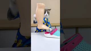 Oddly satisfying 🤪🤪🤪 Kids don’t try at home thatlittlepuff Puffanythingyoulike catsofyoutube [upl. by Ruthi135]