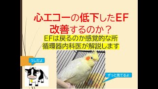 心エコーの低下したEF改善するのか？基礎から感覚的な所を循環器内科医が解説します [upl. by Nyrtak]