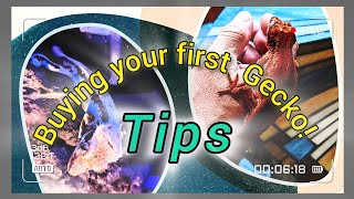 TipsBuying Your First Gecko [upl. by Nyleek]