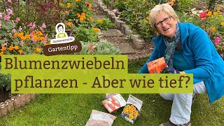 Wie tief muss ich Blumenzwiebeln pflanzen Narzissen Osterglocken Tulpen Kaiserkronen Hyazinthen [upl. by Cirdahc]