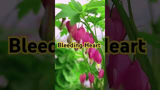 Bleeding Heart bleedingheart beautifulflowervideo ytshortvideo [upl. by Letniuq]