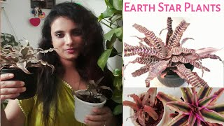 All About Earth Star Plants  Cryptanthus Bromeliad Care N Tips [upl. by Leno]