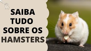 Saiba Tudo Sobre os Hamsters [upl. by Ruscio]