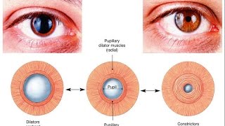 Autonomic control of pupillary size and accommodation  sphincter radial ciliary muscle [upl. by Nede603]