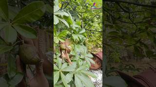 First Walnut from Home Garden 🥰 agriculture homegarden youtubeshorts [upl. by Livvyy]