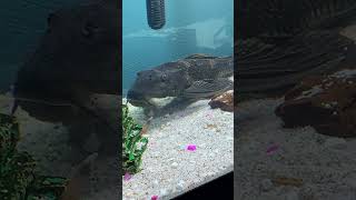 My Pet Pleco Fish Common Plecostomus Pterygoplichthys Pardalis Hypostomus Suckermouth Catfish [upl. by Durning]