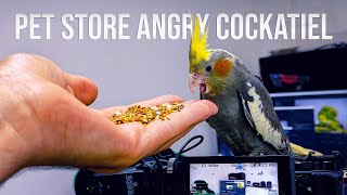 How to Tame a Cockatiel From the Pet Store [upl. by Ru]